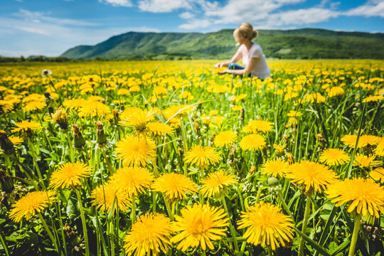 Bright yellow dandelions on green field