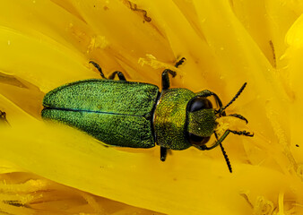 Glänzender Blütenprachtkäfer (Anthaxia nitidula)