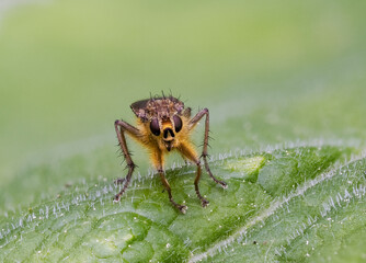 Gelbe Dungfliege oder Gemeine Kotfliege (Scathophaga stercoraria)