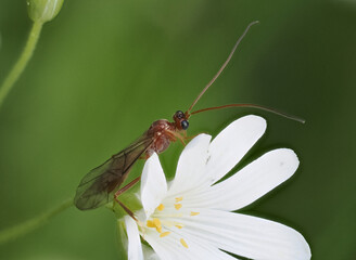 Brackwespe (Zele spec.)