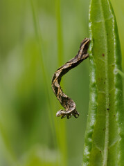 Ampferspanner (Timandra comae)