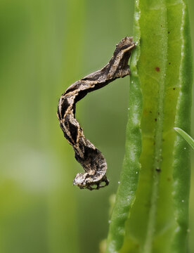 Ampferspanner (Timandra comae)