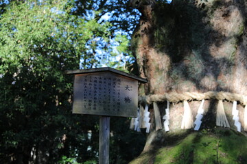 Great Camphor Tree.