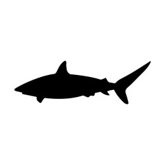 shark, fish, sea, animal, underwater, vector, 