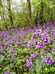 Einjährige Silberblatt (Lunaria annua)