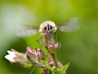 Großer Wollschweber (Bombylius major)