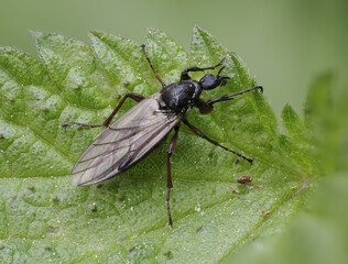 Haarmücke (Bibio spec.)