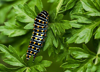 Schwalbenschwanz (Papilio machaon) Raupe