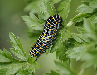 Schwalbenschwanz (Papilio machaon) Raupe