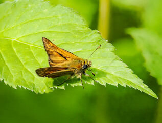 Rostfarbige Dickkopffalter (Ochlodes sylvanus)