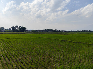 The view of rice fields in rural Indonesia during the day with the sky and trees in Indonesia looks very beautiful.