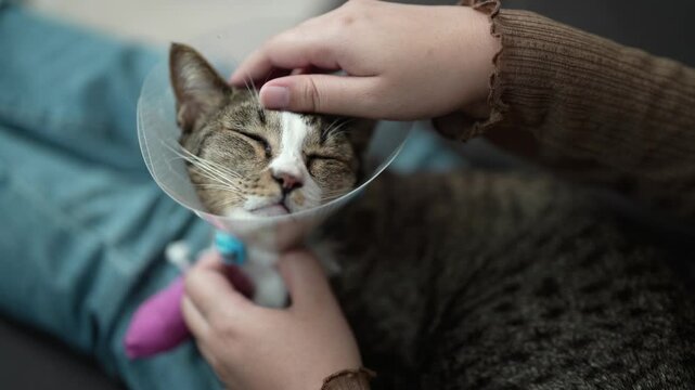 kitten wearing collar woman worried about sick pet tabby cat &nbsp;Domestic cat  with owner
