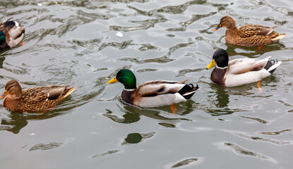 A group of ducks are swimming in a lake
