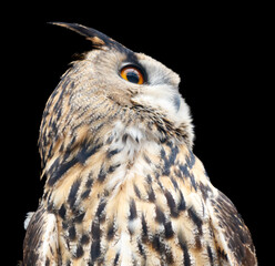 A large owl with a yellow eye is staring at the camera