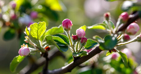 A branch of a tree with pink flowers