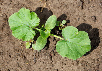 A small plant with green leaves is growing in the dirt