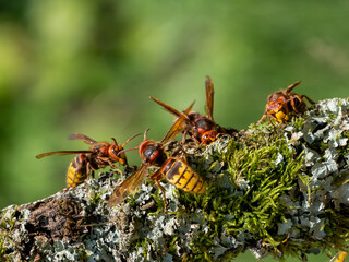 Hornisse (Vespa crabro)