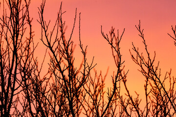 A tree with branches that are silhouetted against a pink and orange sky