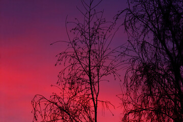 A tree with no leaves is silhouetted against a pink and purple sky