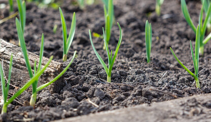 A bunch of green plants are growing in the dirt