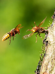 Hornisse (Vespa crabro)