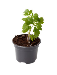 A small plant is in a black plastic pot