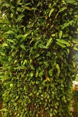 Bark leaf fern (Pyrrosia eleagnifolia) growing all over a tree trunk, close up view.