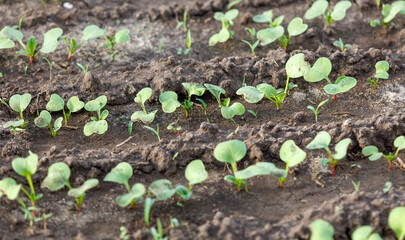A field of green plants with dirt in between