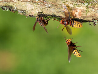 Hornisse (Vespa crabro)