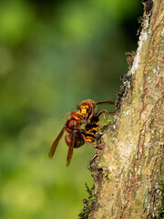 Hornisse (Vespa crabro)