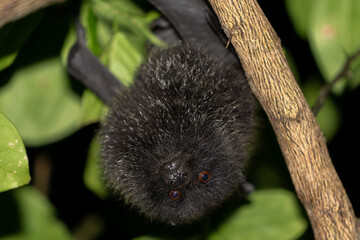 オガサワラオオコオモリ　固有種　小笠原