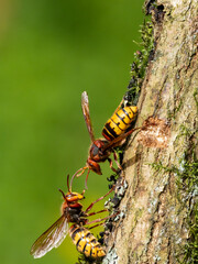 Hornisse (Vespa crabro)