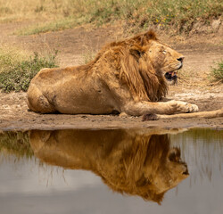 majestic make lion roaring in the serengeti tanzania