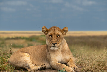 Fototapeta premium pride of lionesses resting in the african savannah 