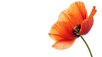 Minimalist Red Tulip on White Background