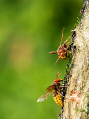 Hornisse (Vespa crabro)
