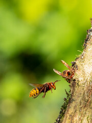Hornisse (Vespa crabro)