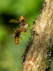 Hornisse (Vespa crabro)