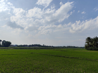 The view of rice fields in rural Indonesia during the day with the sky and trees in Indonesia looks very beautiful.