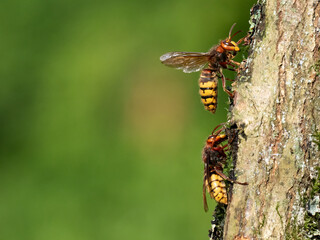 Hornisse (Vespa crabro)