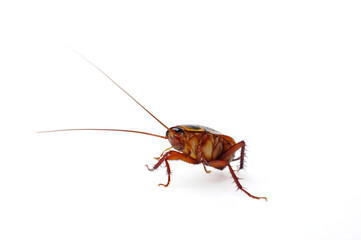 A cockroach isolated on a white background