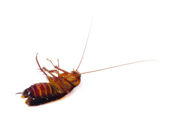 A dead cockroach isolated on a white background