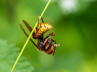 Hornisse (Vespa crabro)