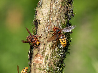 Hornisse (Vespa crabro)
