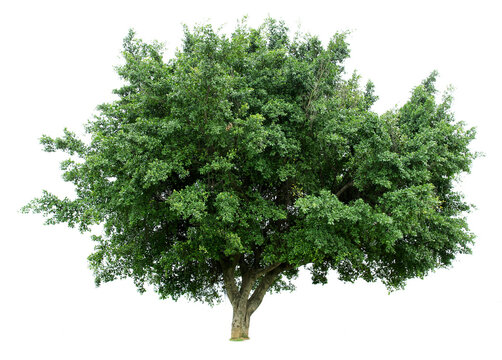 A banyan tree isolated on a white background