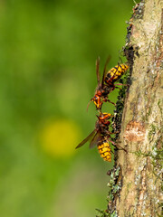 Hornisse (Vespa crabro)