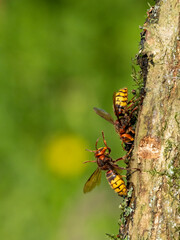 Hornisse (Vespa crabro)