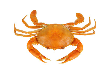 A cooked crab isolated on a white background