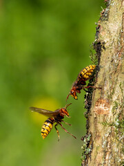 Hornisse (Vespa crabro)