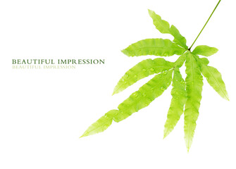 green fern leaf isolated on white